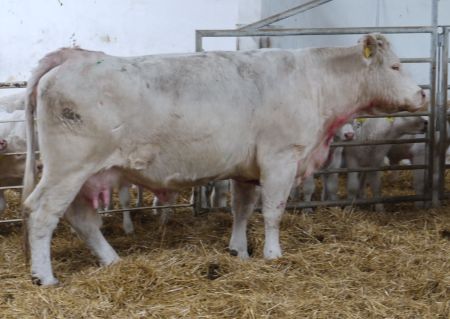 11. kép Magyarországi ranch típusú tehén (Lengyel Zsolt, 2014)
