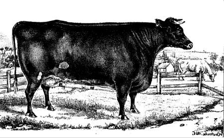 1.	kép Pétronille, a shorthorn (durham) tehén 1840-ben született (Denis, 2010)