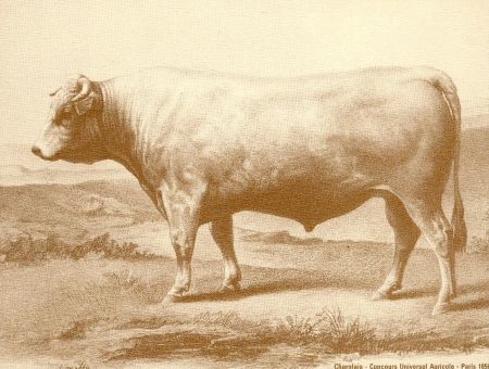 2. kép Francia charolais bika, 1856 (Herd Book Charolais szívességéből)