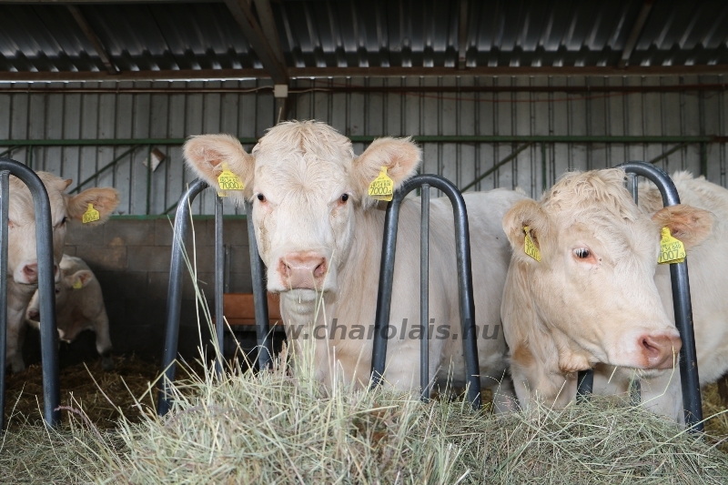 NPK Charolais Farm Kft. törzstenyészeti szemléje