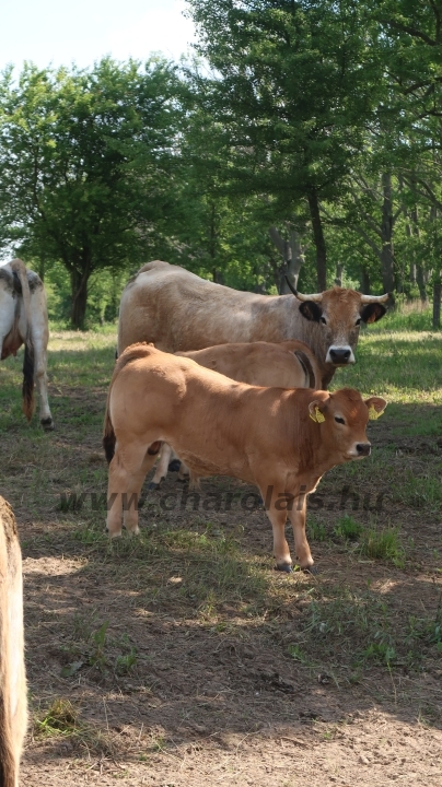 Aubrac nyílt nap Zirc-Kardosréten