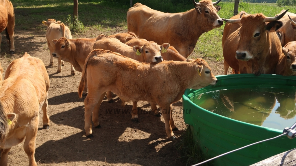 Aubrac nyílt nap Zirc-Kardosréten