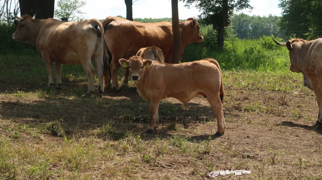 Aubrac nyílt nap Zirc-Kardosréten