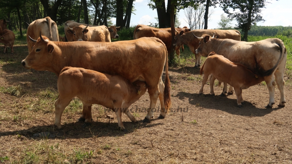 Aubrac nyílt nap Zirc-Kardosréten