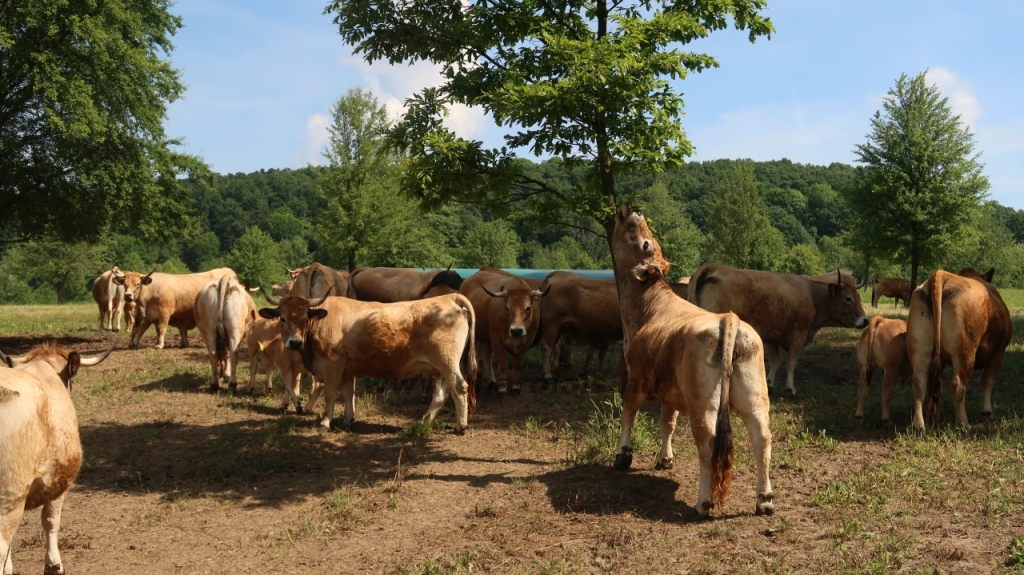 Aubrac nyílt nap Zirc-Kardosréten