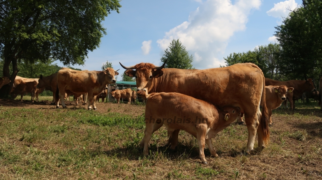 Aubrac nyílt nap Zirc-Kardosréten