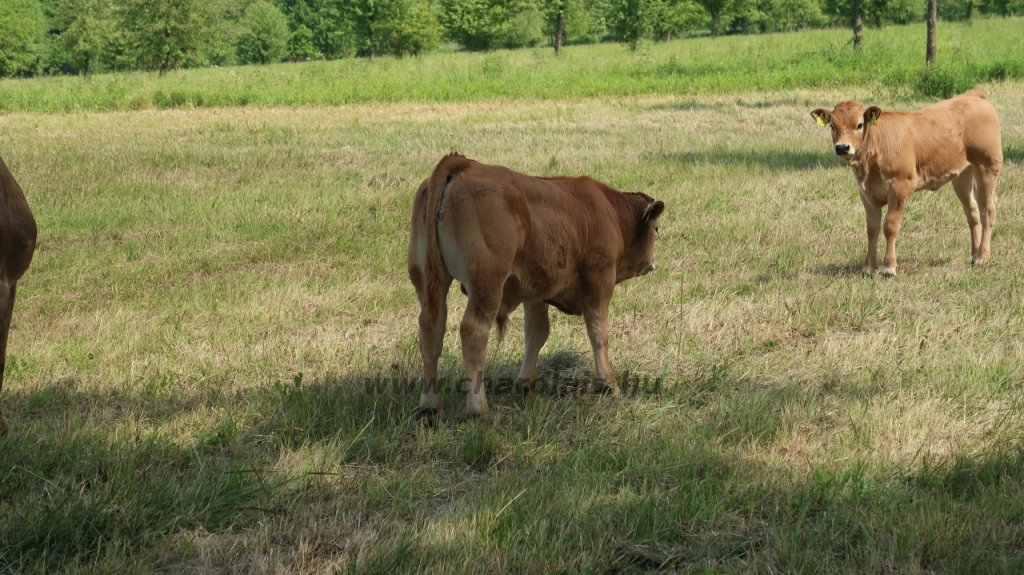 Aubrac nyílt nap Zirc-Kardosréten