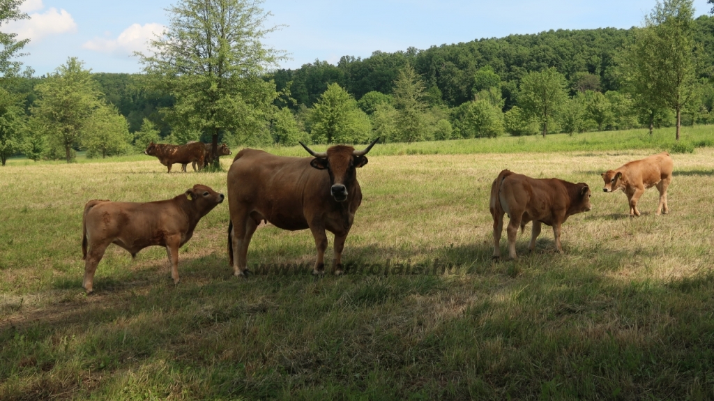 Aubrac nyílt nap Zirc-Kardosréten