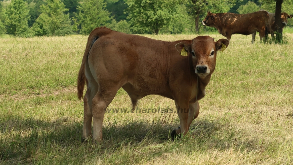 Aubrac nyílt nap Zirc-Kardosréten