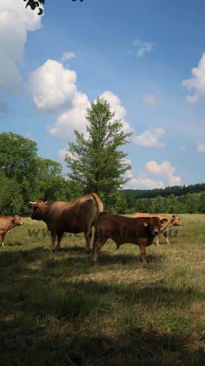 Aubrac nyílt nap Zirc-Kardosréten