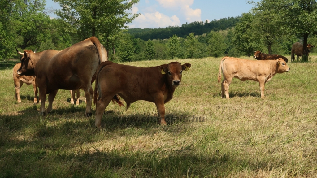 Aubrac nyílt nap Zirc-Kardosréten