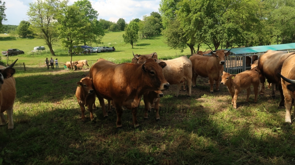 Aubrac nyílt nap Zirc-Kardosréten