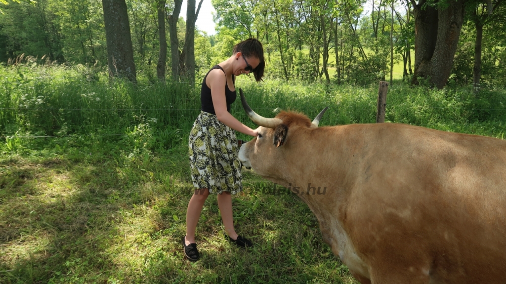 Aubrac nyílt nap Zirc-Kardosréten