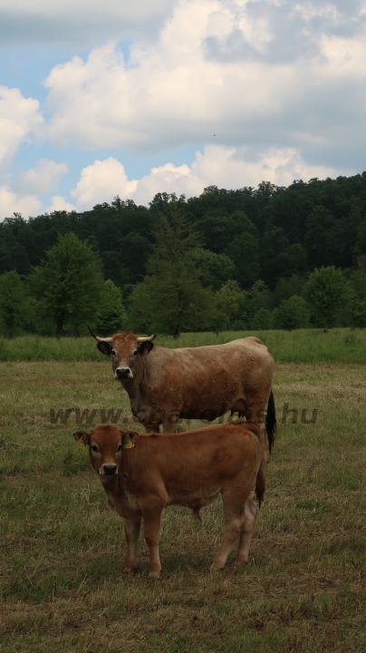 Aubrac nyílt nap Zirc-Kardosréten