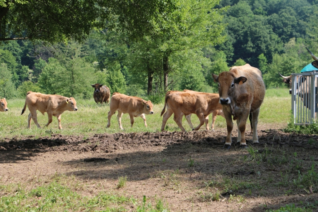 Aubrac nyílt nap Zirc-Kardosréten