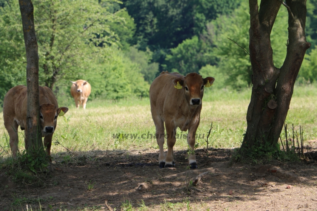 Aubrac nyílt nap Zirc-Kardosréten