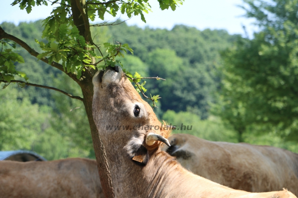 Aubrac nyílt nap Zirc-Kardosréten