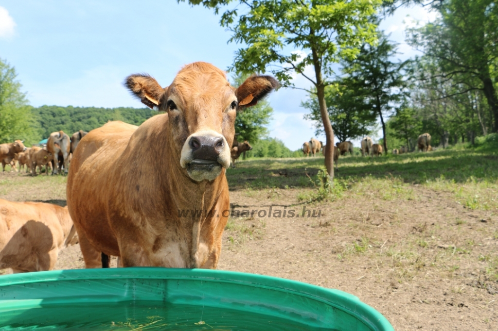 Aubrac nyílt nap Zirc-Kardosréten