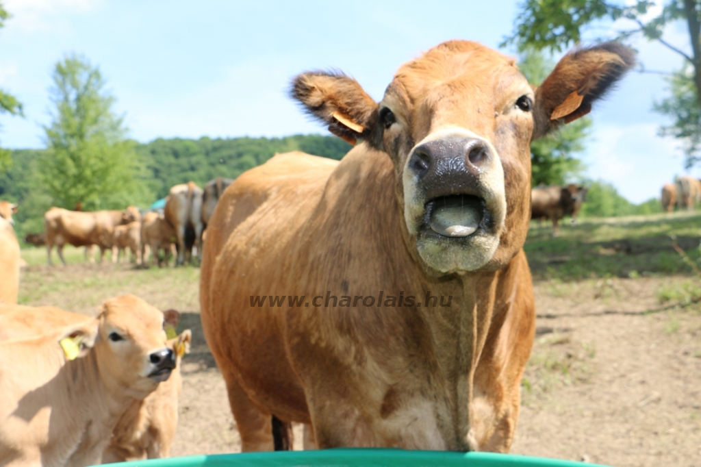 Aubrac nyílt nap Zirc-Kardosréten