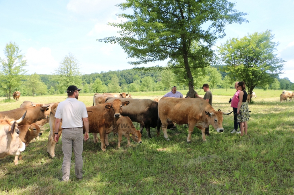 Aubrac nyílt nap Zirc-Kardosréten