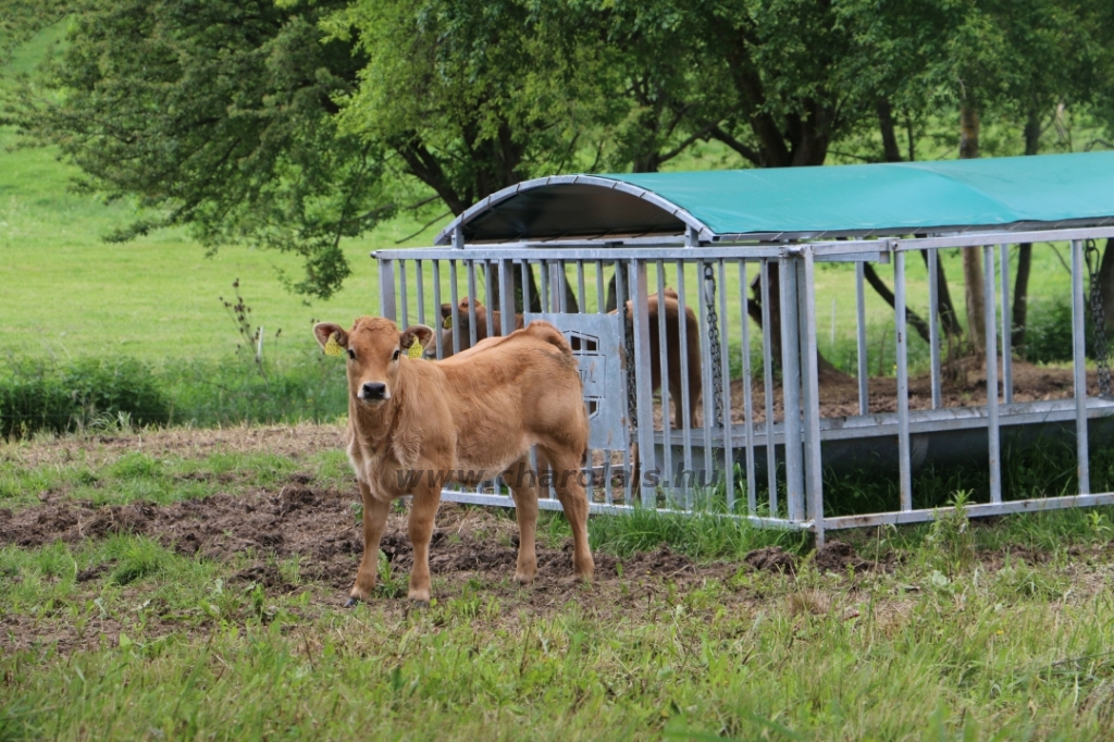 Aubrac nyílt nap Zirc-Kardosréten