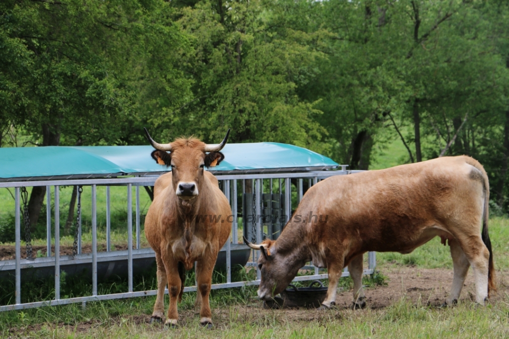 Aubrac nyílt nap Zirc-Kardosréten