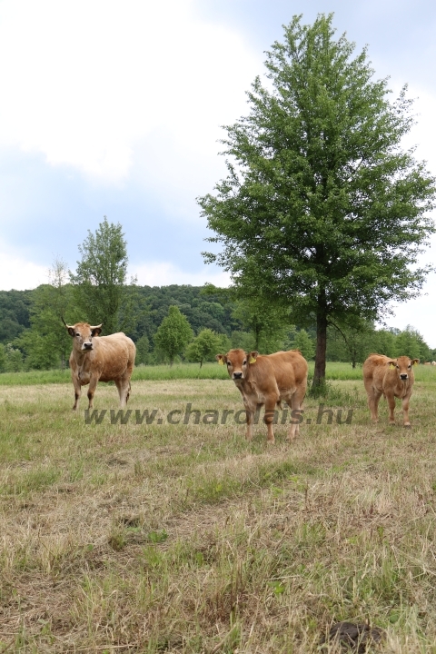 Aubrac nyílt nap Zirc-Kardosréten