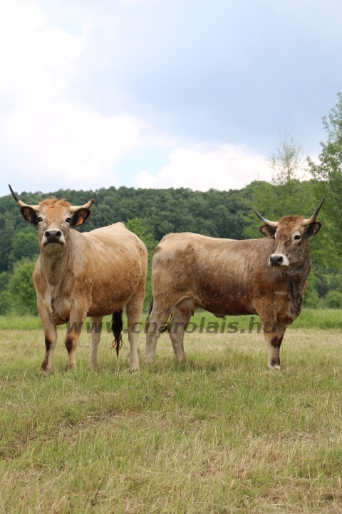 Aubrac nyílt nap Zirc-Kardosréten