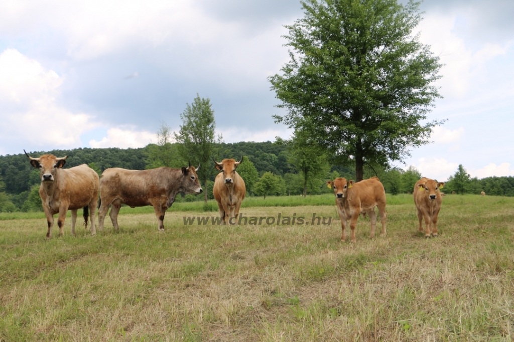 Aubrac nyílt nap Zirc-Kardosréten