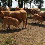 Aubrac nyílt nap Zirc-Kardosréten