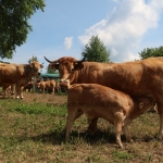 Aubrac nyílt nap Zirc-Kardosréten