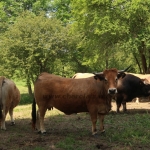 Aubrac nyílt nap Zirc-Kardosréten