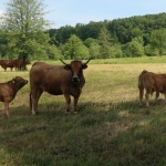 Aubrac nyílt nap Zirc-Kardosréten