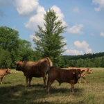 Aubrac nyílt nap Zirc-Kardosréten