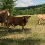 Aubrac nyílt nap Zirc-Kardosréten