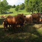 Aubrac nyílt nap Zirc-Kardosréten