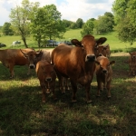 Aubrac nyílt nap Zirc-Kardosréten