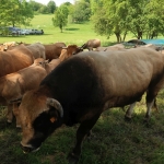 Aubrac nyílt nap Zirc-Kardosréten