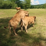 Aubrac nyílt nap Zirc-Kardosréten