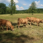 Aubrac nyílt nap Zirc-Kardosréten