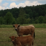 Aubrac nyílt nap Zirc-Kardosréten