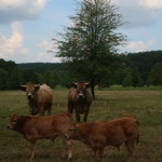 Aubrac nyílt nap Zirc-Kardosréten