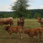 Aubrac nyílt nap Zirc-Kardosréten