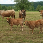 Aubrac nyílt nap Zirc-Kardosréten