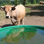 Aubrac nyílt nap Zirc-Kardosréten