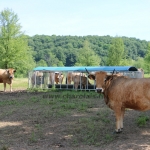 Aubrac nyílt nap Zirc-Kardosréten