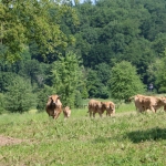 Aubrac nyílt nap Zirc-Kardosréten