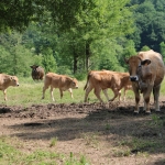 Aubrac nyílt nap Zirc-Kardosréten