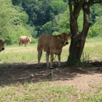 Aubrac nyílt nap Zirc-Kardosréten