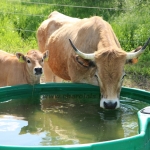 Aubrac nyílt nap Zirc-Kardosréten